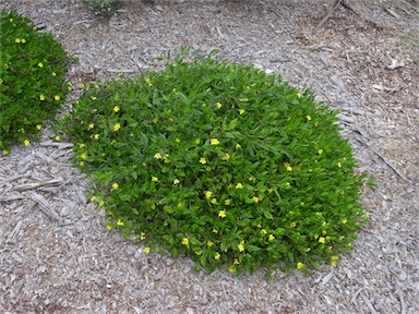 APII jpeg image of Goodenia ovata 'Gold Cover'  © contact APII