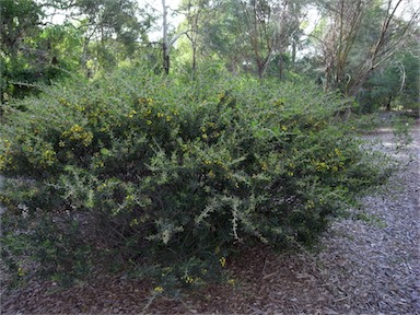 APII jpeg image of Acacia lanuginophylla  © contact APII