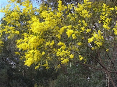 APII jpeg image of Acacia neriifolia  © contact APII