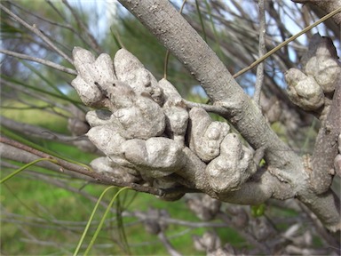 APII jpeg image of Hakea bucculenta  © contact APII