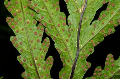 APII jpeg image of Tectaria confluens  © contact APII