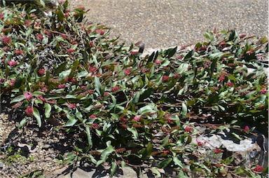 APII jpeg image of Grevillea 'Bush Carpet'  © contact APII