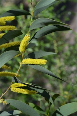 APII jpeg image of Acacia cheelii  © contact APII