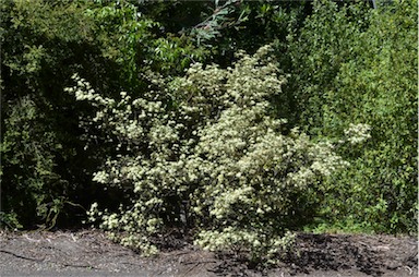 APII jpeg image of Phebalium squamulosum subsp. argenteum  © contact APII