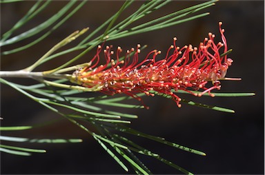 APII jpeg image of Grevillea tetragonoloba  © contact APII