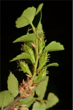 APII jpeg image of Nothofagus cunninghamii  © contact APII