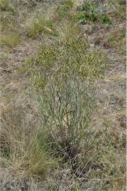 APII jpeg image of Senecio quadridentatus  © contact APII