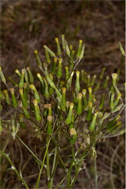 APII jpeg image of Senecio quadridentatus  © contact APII