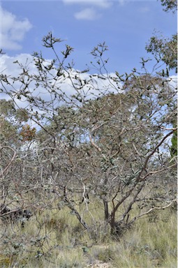 APII jpeg image of Eucalyptus pulverulenta  © contact APII