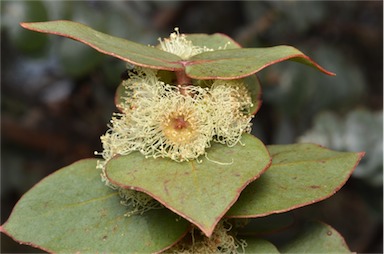 APII jpeg image of Eucalyptus pulverulenta  © contact APII