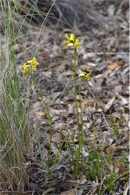 APII jpeg image of Diuris sulphurea  © contact APII