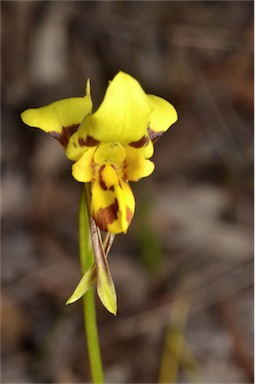 APII jpeg image of Diuris sulphurea  © contact APII