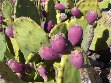 APII jpeg image of Opuntia stricta  © contact APII