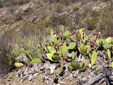 APII jpeg image of Opuntia stricta  © contact APII