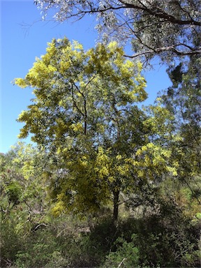 APII jpeg image of Acacia bulgaensis  © contact APII