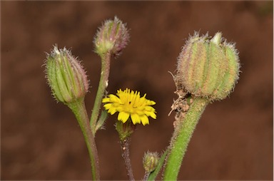 APII jpeg image of Hedypnois rhagadioloides subsp. cretica  © contact APII