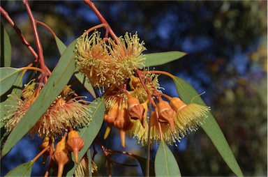 APII jpeg image of Eucalyptus 'Torwood'  © contact APII