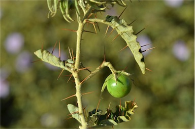 APII jpeg image of Solanum petrophilum  © contact APII