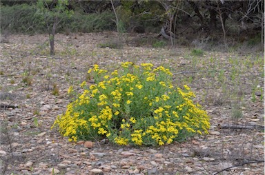 APII jpeg image of Senecio magnificus  © contact APII