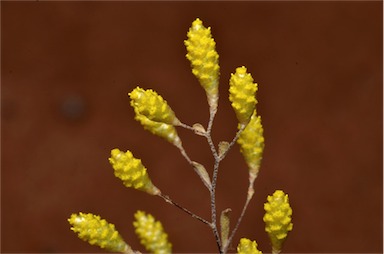 APII jpeg image of Gnephosis tenuissima  © contact APII