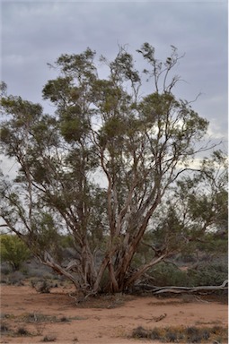 APII jpeg image of Melaleuca glomerata  © contact APII