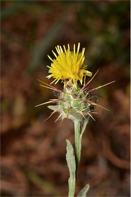 APII jpeg image of Centaurea solstitialis  © contact APII