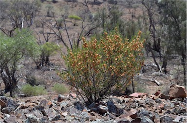 APII jpeg image of Dodonaea lobulata  © contact APII