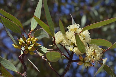 APII jpeg image of Eucalyptus socialis subsp. socialis  © contact APII