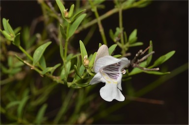 APII jpeg image of Prostanthera striatiflora  © contact APII