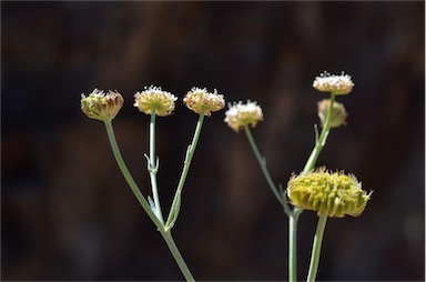 APII jpeg image of Trachymene glaucifolia  © contact APII