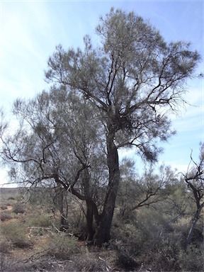 APII jpeg image of Casuarina pauper  © contact APII