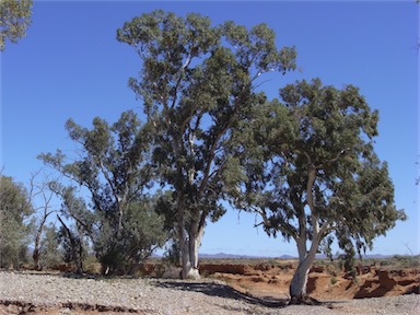 APII jpeg image of Eucalyptus camaldulensis  © contact APII