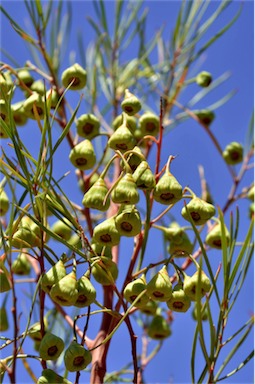 APII jpeg image of Codonocarpus pyramidalis  © contact APII