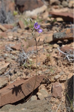 APII jpeg image of Thysanotus baueri  © contact APII