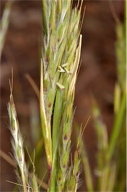 APII jpeg image of Cymbopogon ambiguus  © contact APII