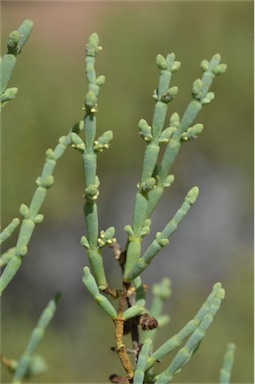 APII jpeg image of Tecticornia disarticulata  © contact APII