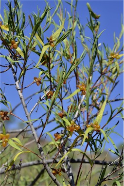 APII jpeg image of Pimelea microcephala subsp. microcephala  © contact APII