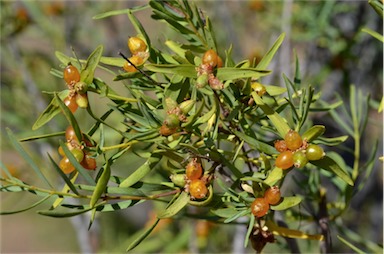 APII jpeg image of Pimelea microcephala subsp. microcephala  © contact APII