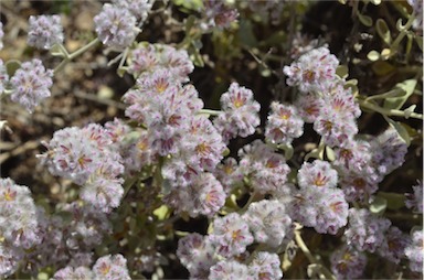 APII jpeg image of Ptilotus obovatus  © contact APII