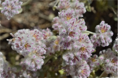 APII jpeg image of Ptilotus obovatus  © contact APII