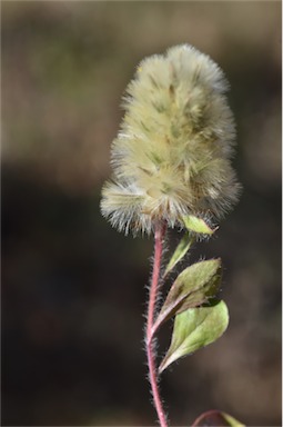 APII jpeg image of Ptilotus spathulatus  © contact APII