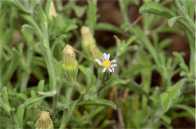 APII jpeg image of Vittadinia gracilis  © contact APII