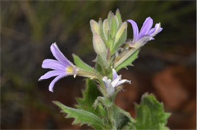 APII jpeg image of Scaevola humilis  © contact APII