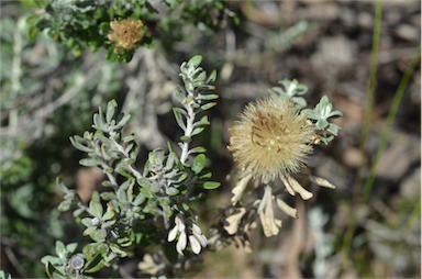 APII jpeg image of Olearia pimeleoides  © contact APII