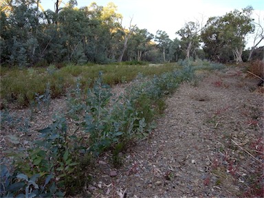 APII jpeg image of Eucalyptus camaldulensis  © contact APII