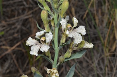 APII jpeg image of Goodenia albiflora  © contact APII