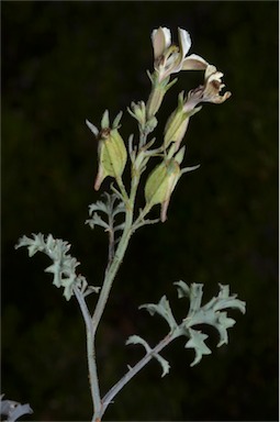 APII jpeg image of Goodenia calcarata  © contact APII