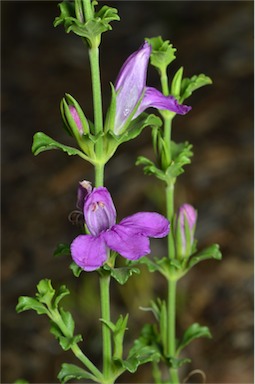 APII jpeg image of Harnieria kempeana subsp. muelleri  © contact APII