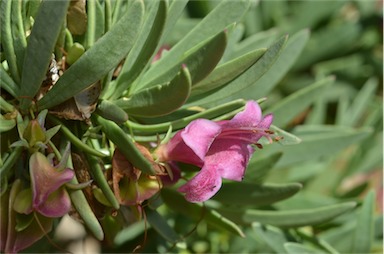 APII jpeg image of Eremophila tetraptera  © contact APII