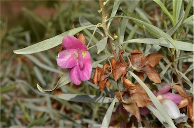 APII jpeg image of Eremophila platycalyx  © contact APII